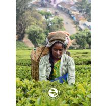 Póster Alveus A1 Recolectores de té